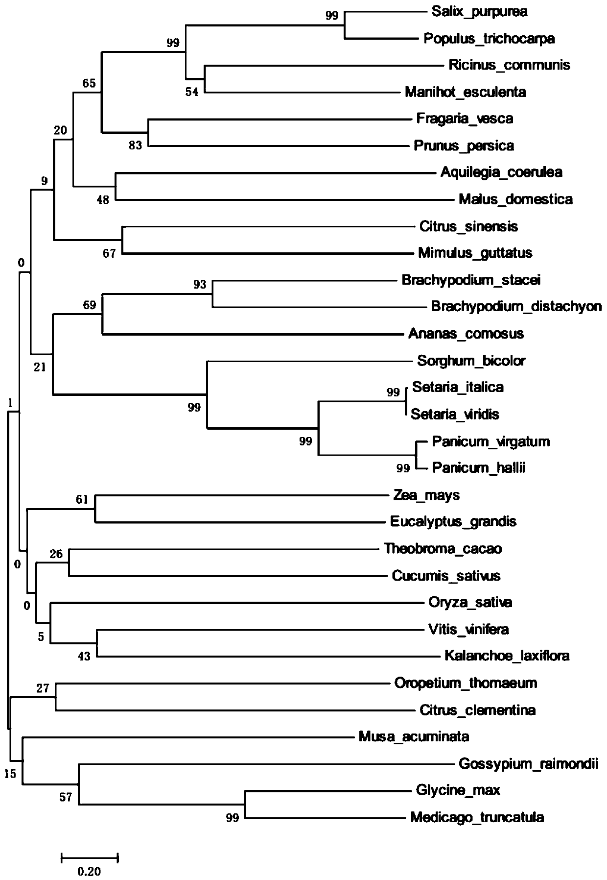 Sorghum transcription factor SbWRKY45 gene and recombinant vector containing same, and expression method of gene