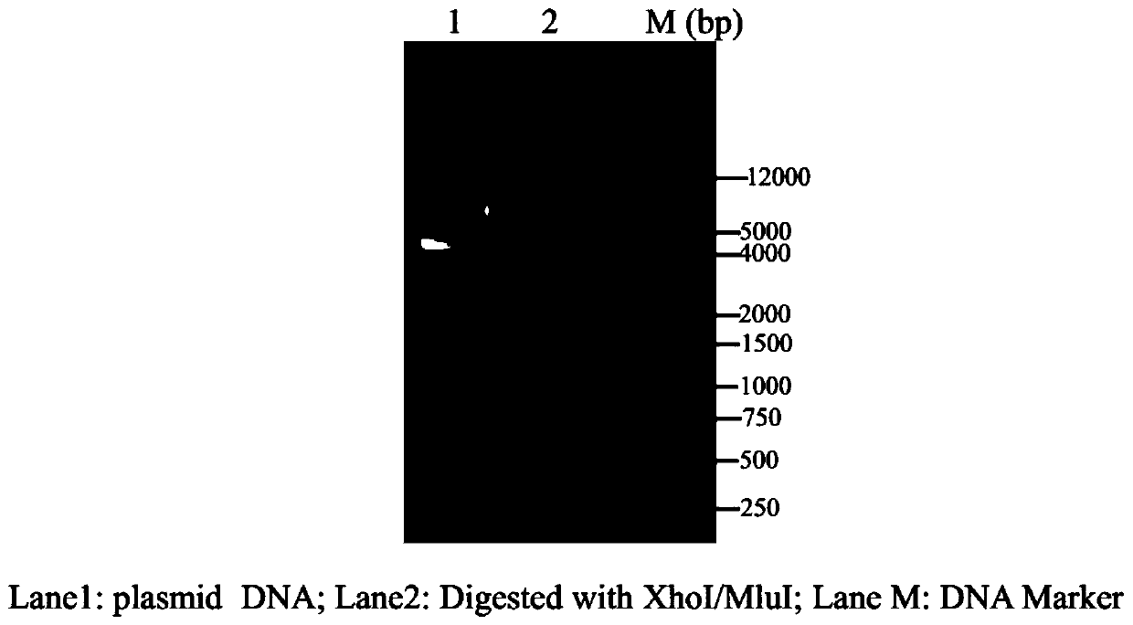 Sorghum transcription factor SbWRKY45 gene and recombinant vector containing same, and expression method of gene