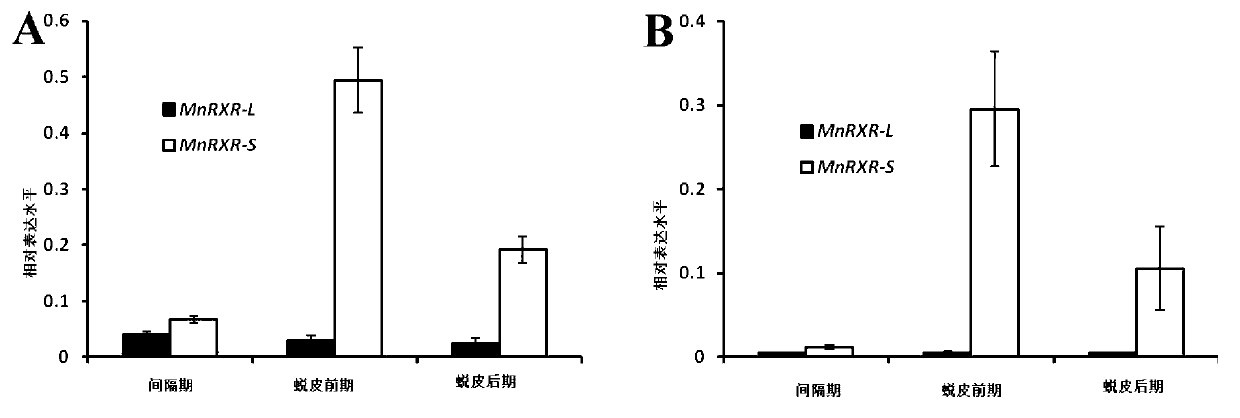 MnRXR gene of macrobrachium nipponensis, and amplification primer group and amplification method thereof