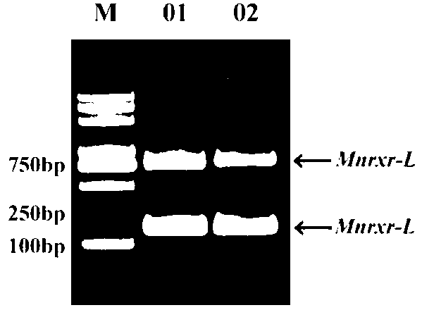 MnRXR gene of macrobrachium nipponensis, and amplification primer group and amplification method thereof