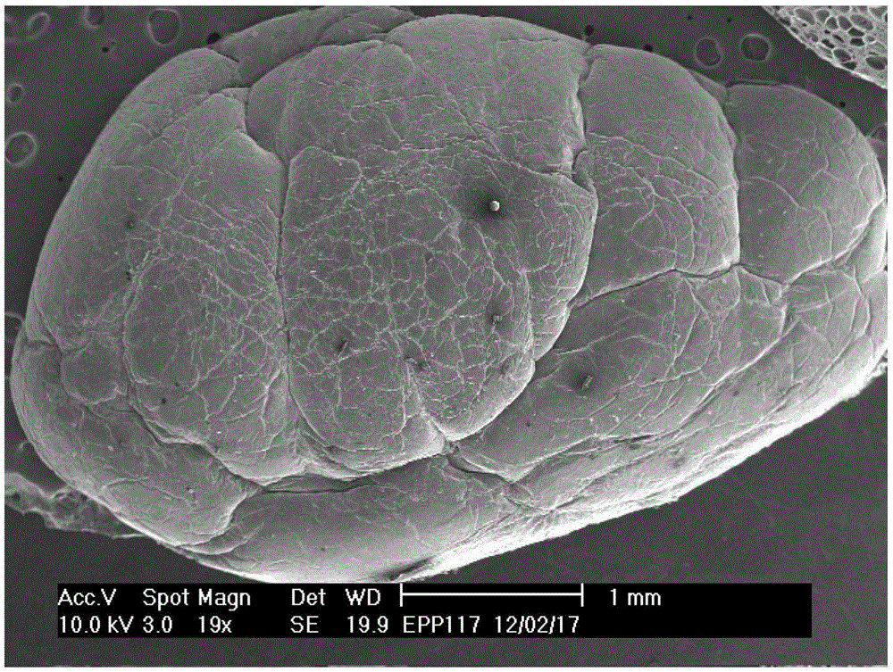 Propylene ethylene high melt strength polypropylene foam beads and preparation method thereof