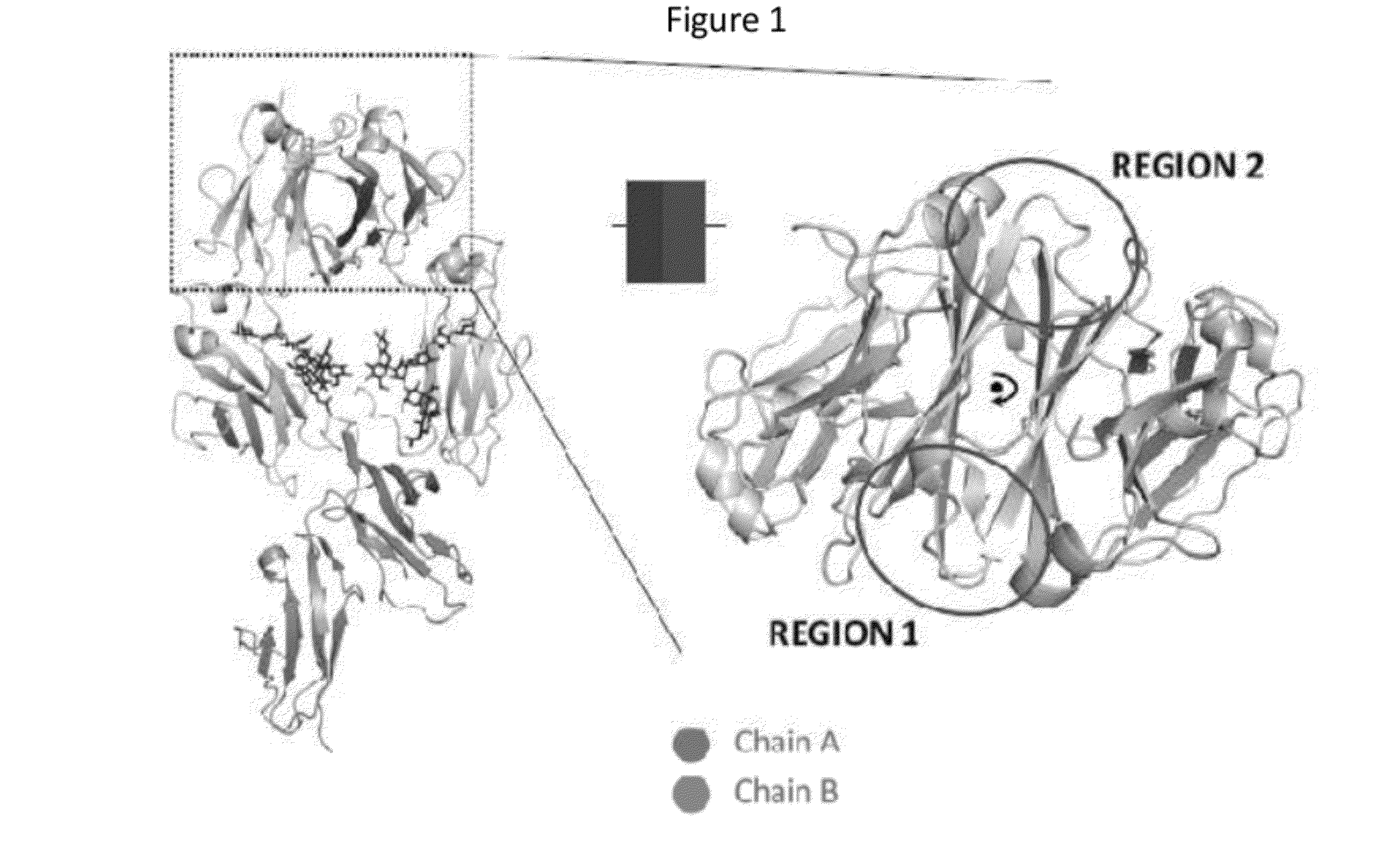 Stable Heterodimeric Antibody Design with Mutations in the Fc Domain