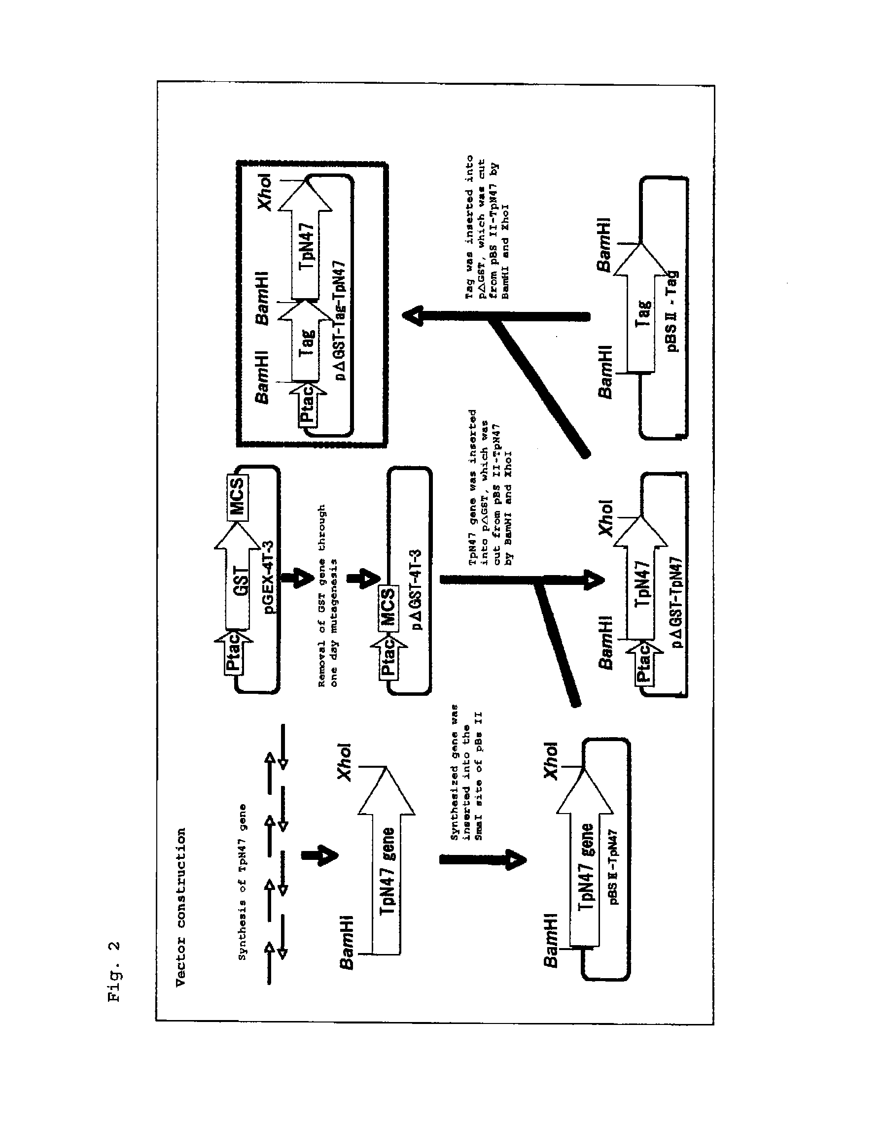 Reagent for assaying anti-treponema pallidum antibody