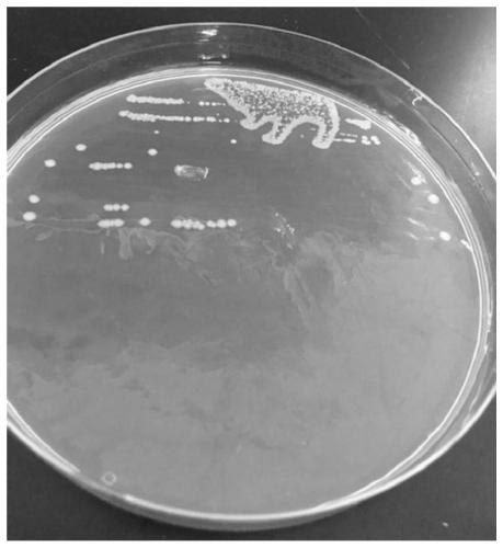 Bifidobacterium bifidum CCFM1063 and application thereof