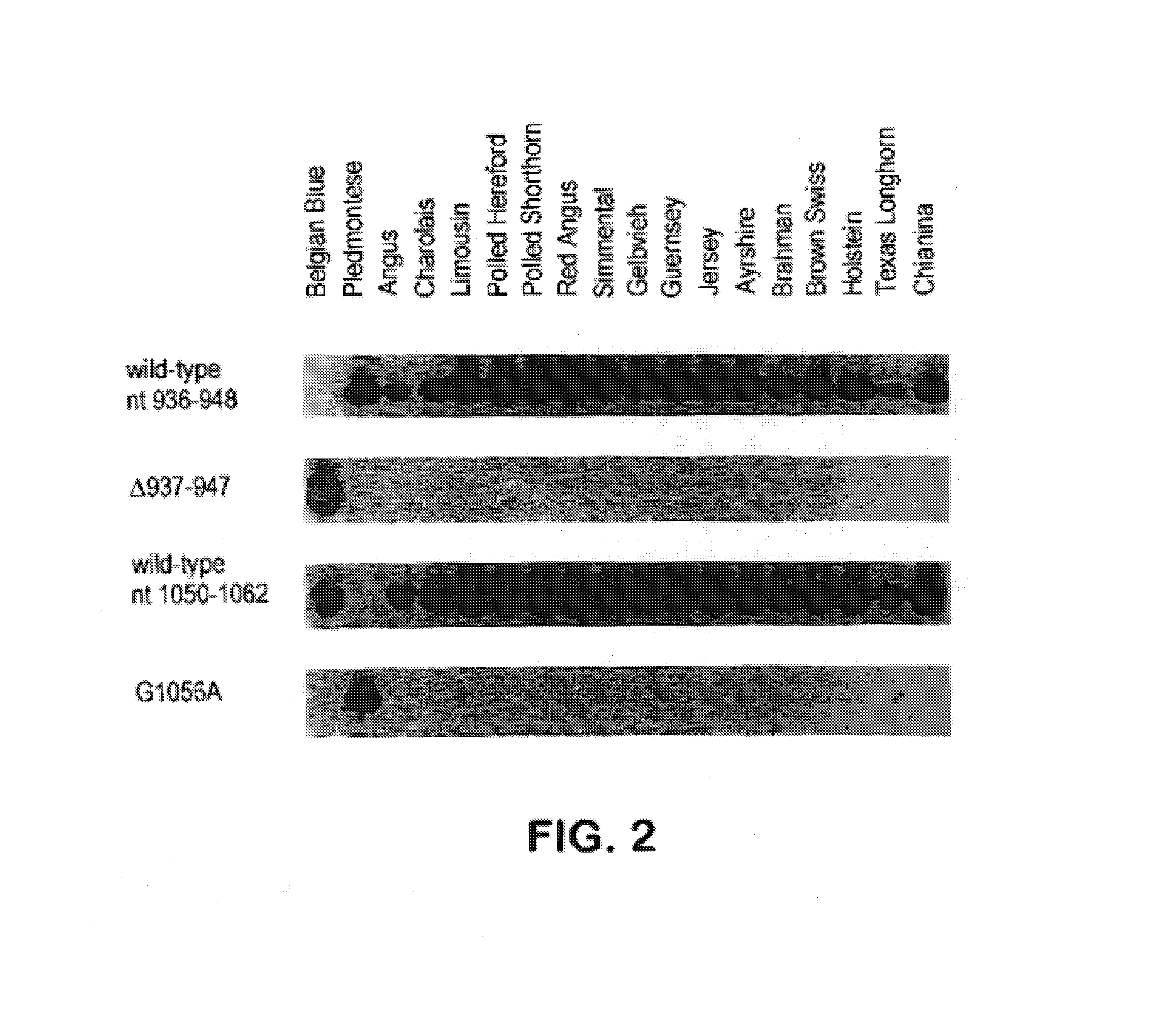 Methods for detection of mutations in myostatin variants