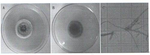 Application of alternaria tenuissima in control of invasive alien weeds xanthium italicum