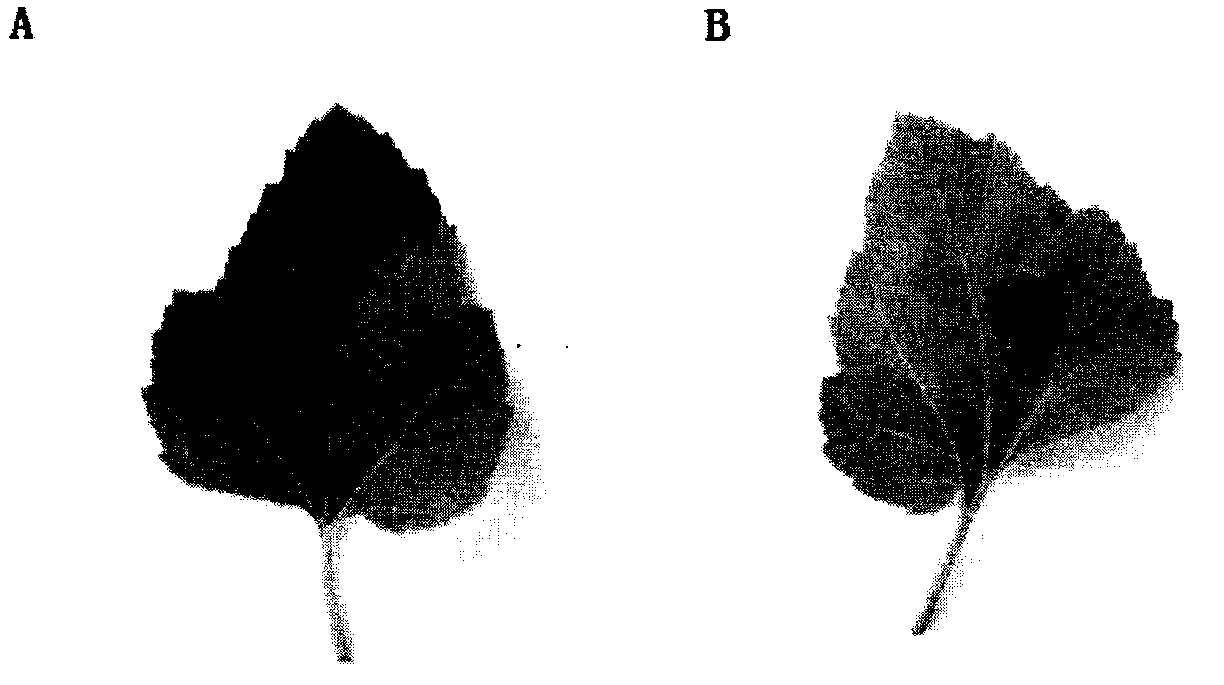 Application of alternaria tenuissima in control of invasive alien weeds xanthium italicum