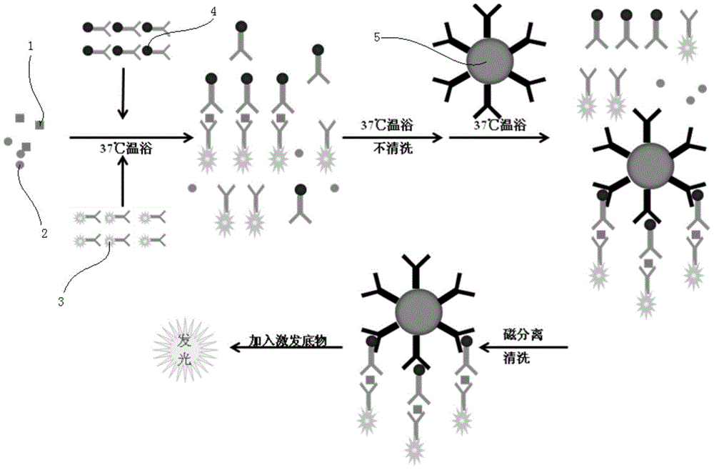 Kit for detecting Treponema pallidum antibody, detection method and application thereof