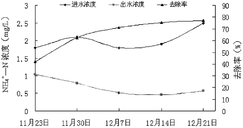 Application of zephyranthes candida in purifying livestock breeding biogas slurry