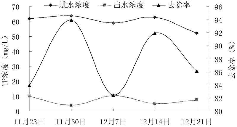 Application of zephyranthes candida in purifying livestock breeding biogas slurry