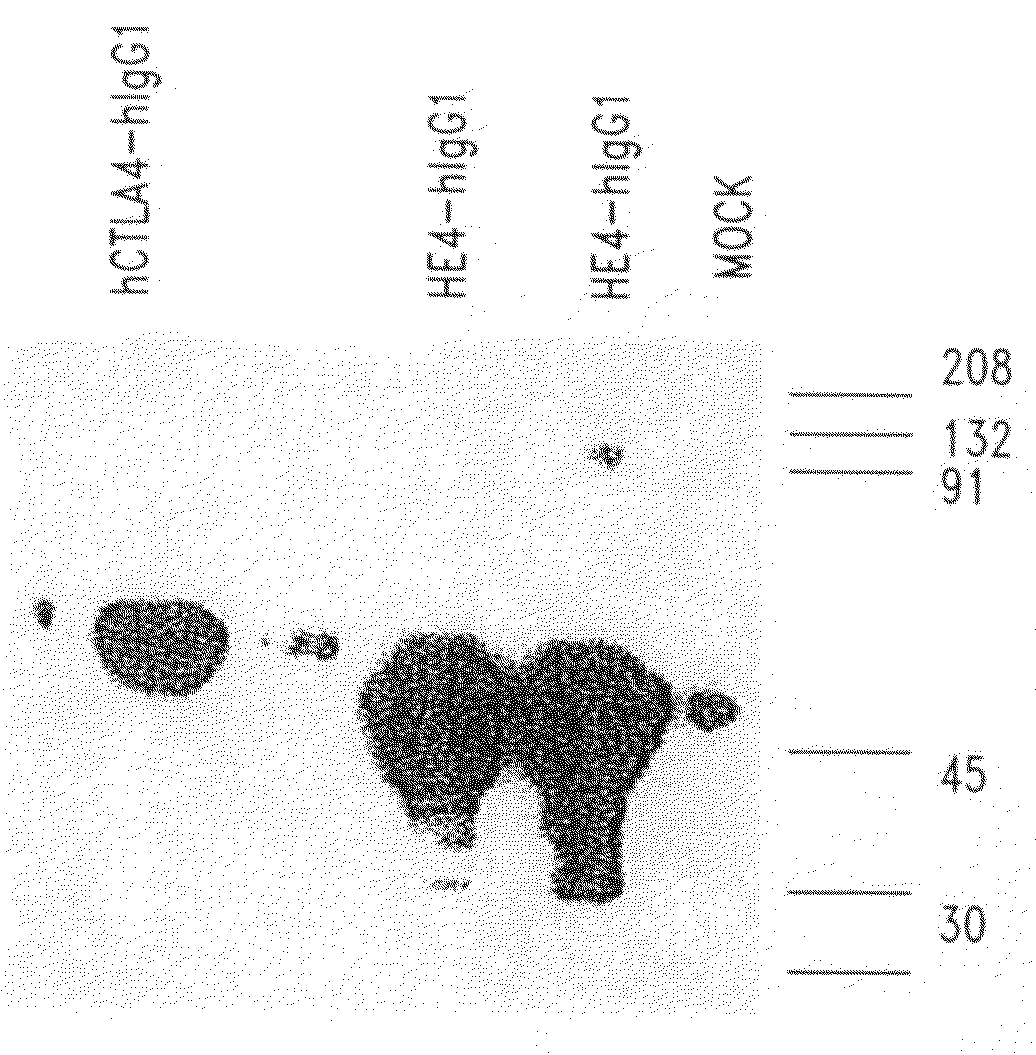 Diagnosis of carcinomas