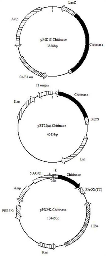 A marine environment-derived chitinase and its gene