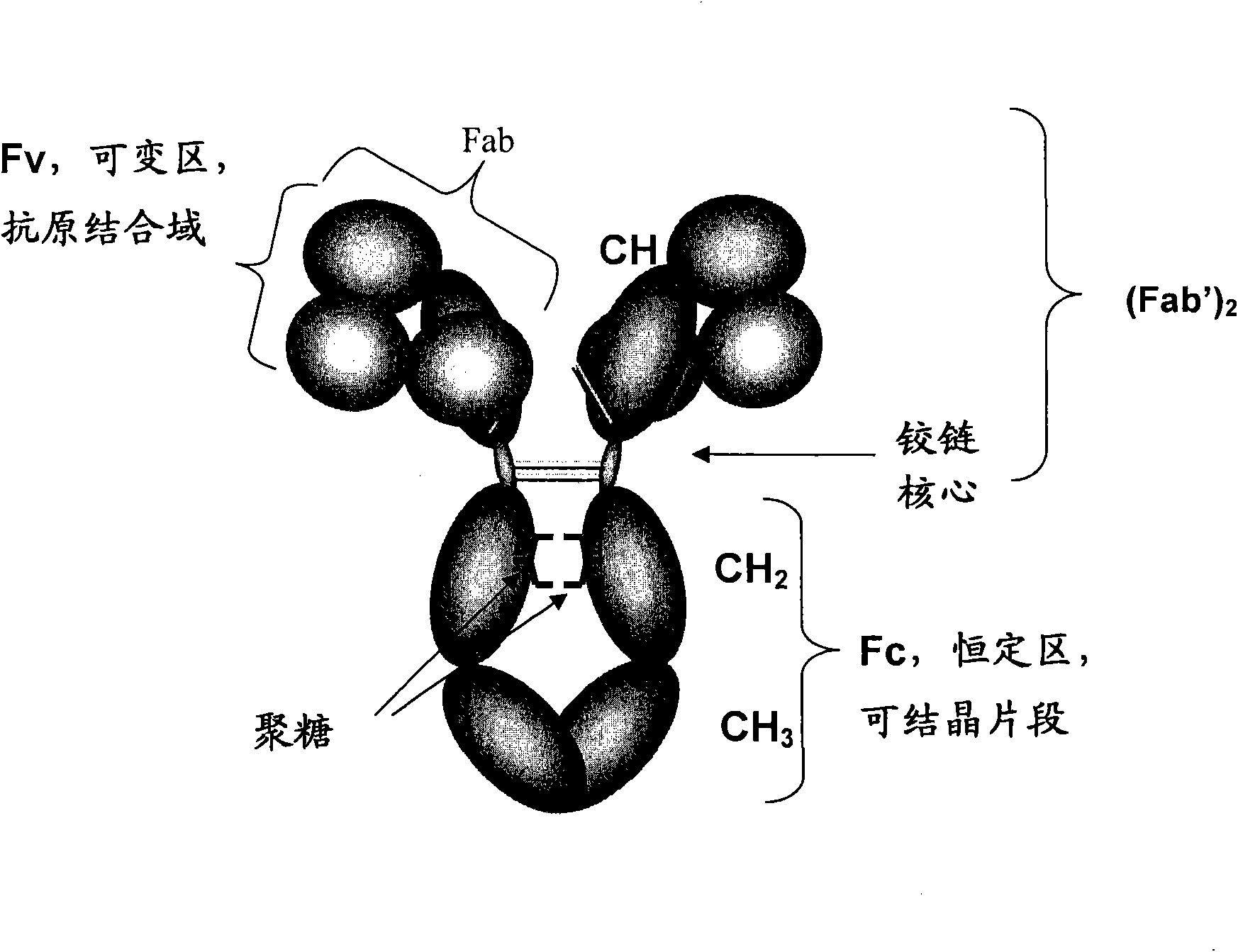 Host cell lines for production of antibody constant region with enhanced effector function