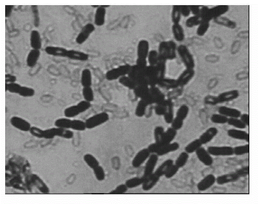 Antagonistic bacteria for prevention and treatment of tobacco bacterial wilt and application thereof