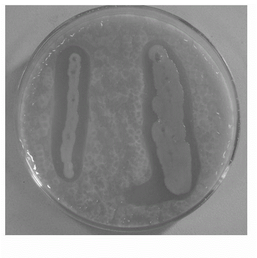 Antagonistic bacteria for prevention and treatment of tobacco bacterial wilt and application thereof