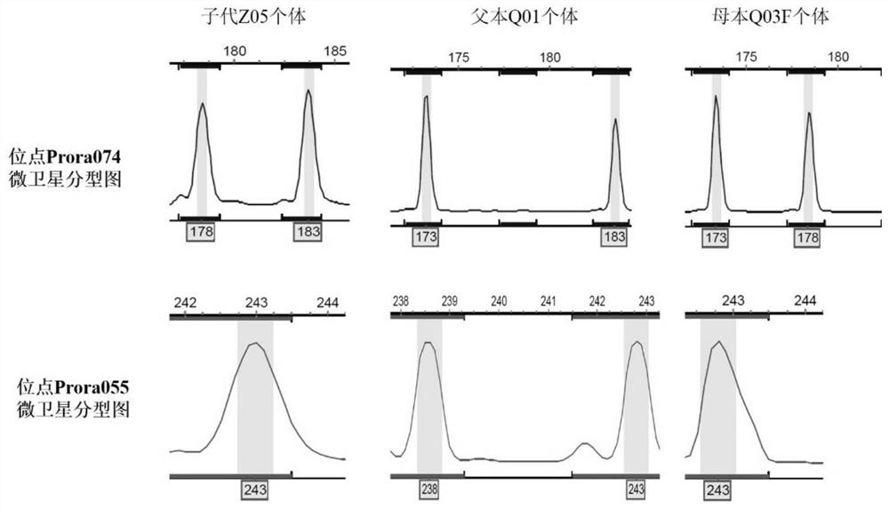 Procypris rabaudi Tchang test kit and microsatellite PCR identification method thereof