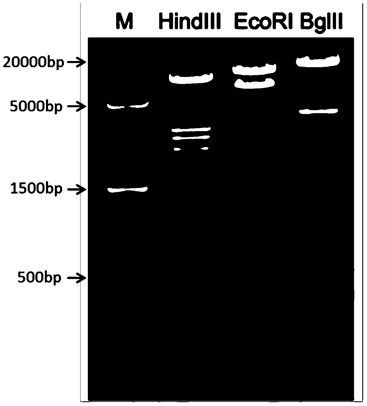 Model mouse preparation method and recombinant vector for conditional cell removal