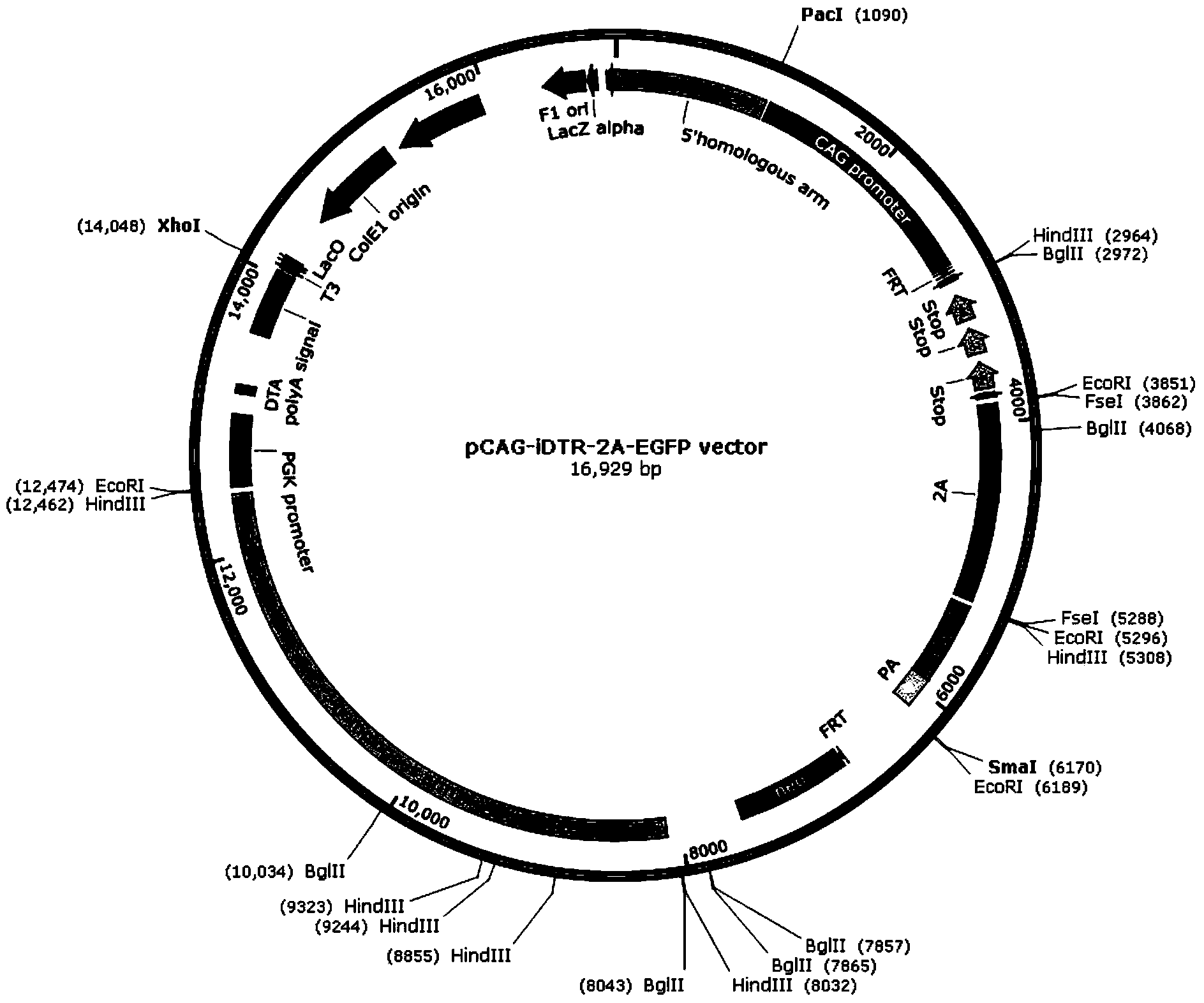 Model mouse preparation method and recombinant vector for conditional cell removal