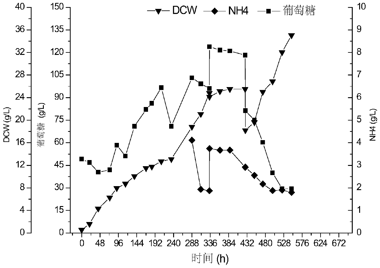 A kind of high-yield phycocyanin red algae cultivation method