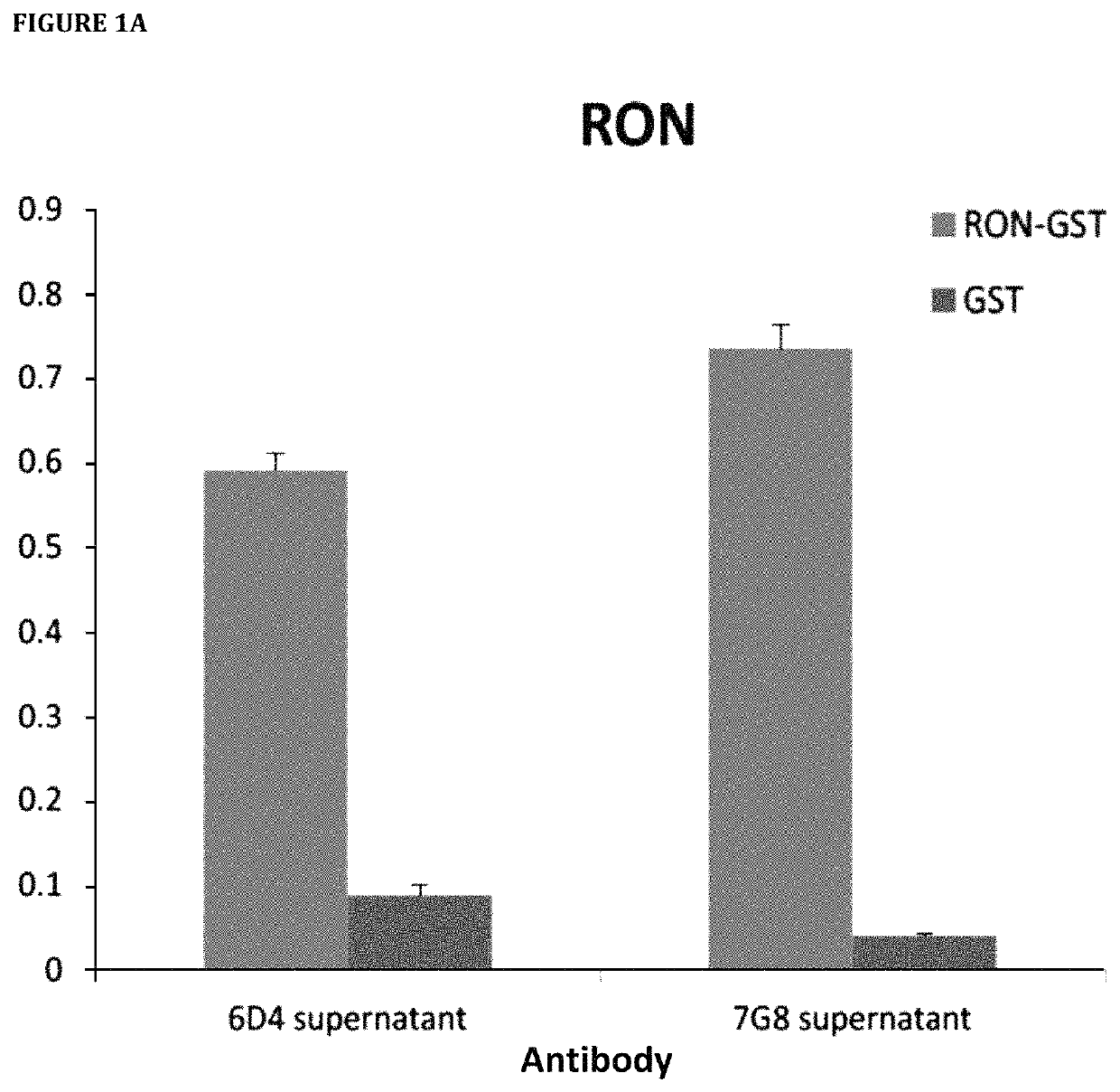 Macrophage stimulating protein receptor (or RON—recepteur d'Origine Nantais) antibodies and uses thereof