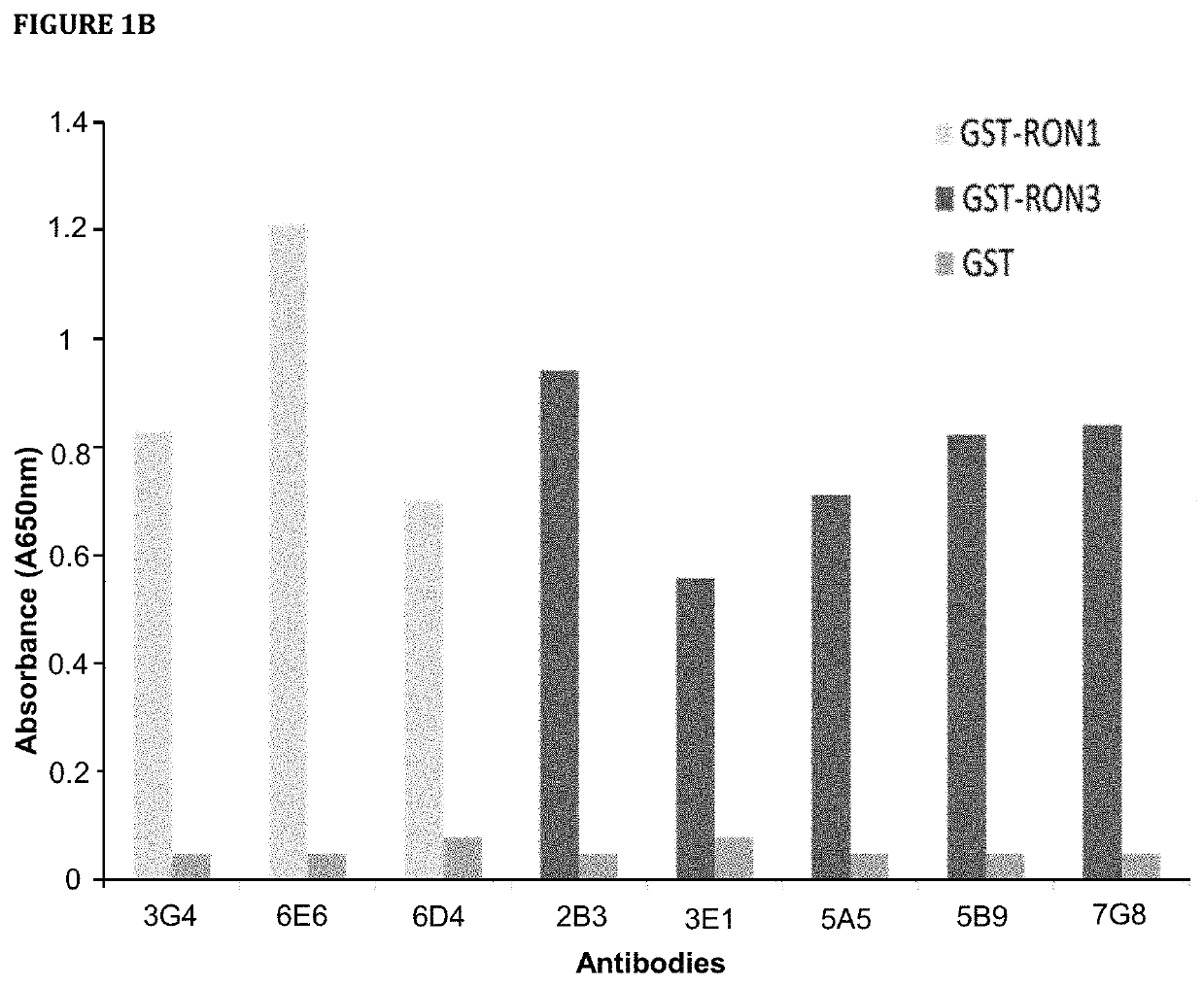 Macrophage stimulating protein receptor (or RON—recepteur d'Origine Nantais) antibodies and uses thereof