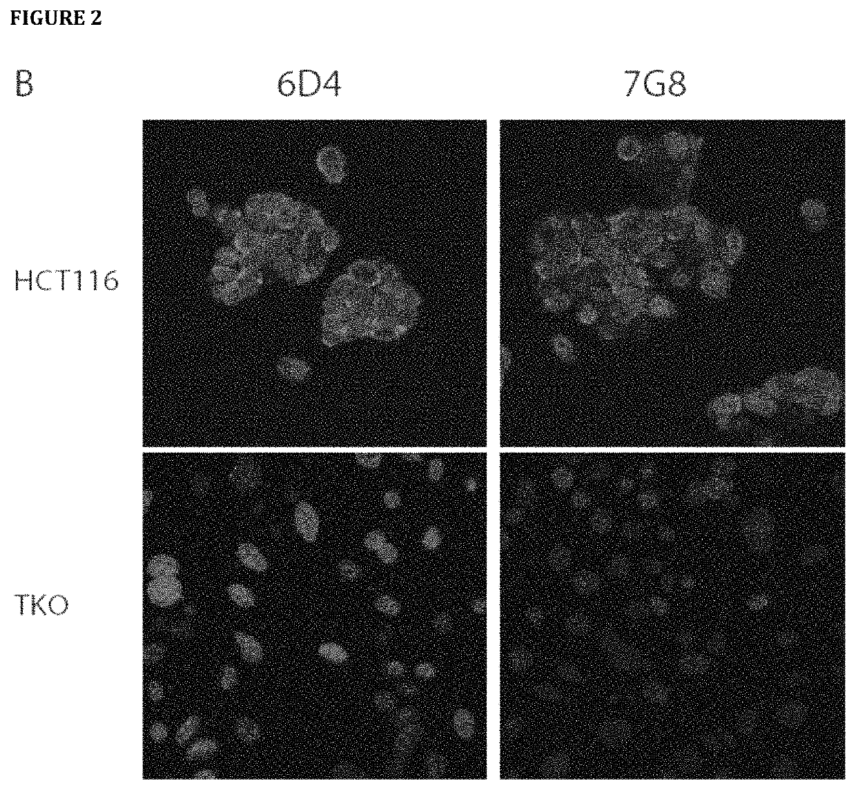 Macrophage stimulating protein receptor (or RON—recepteur d'Origine Nantais) antibodies and uses thereof