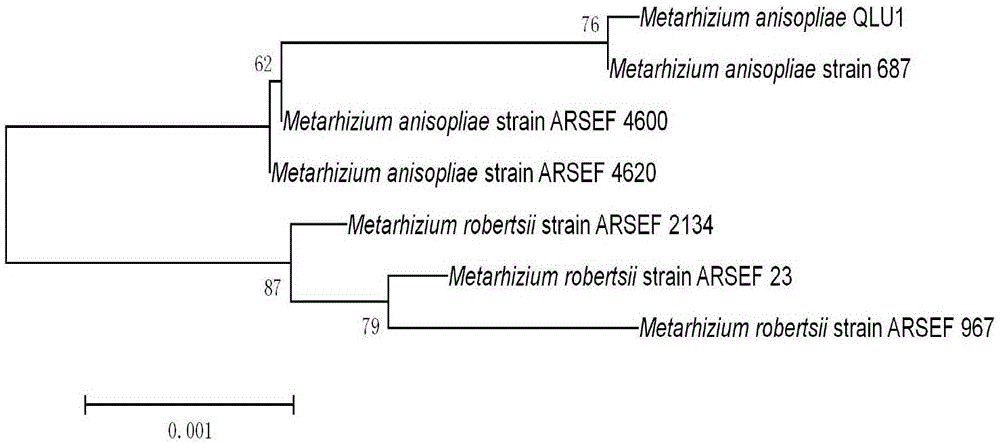 Green muscardine fungus strain with high pathogenicity to codling moth and application thereof