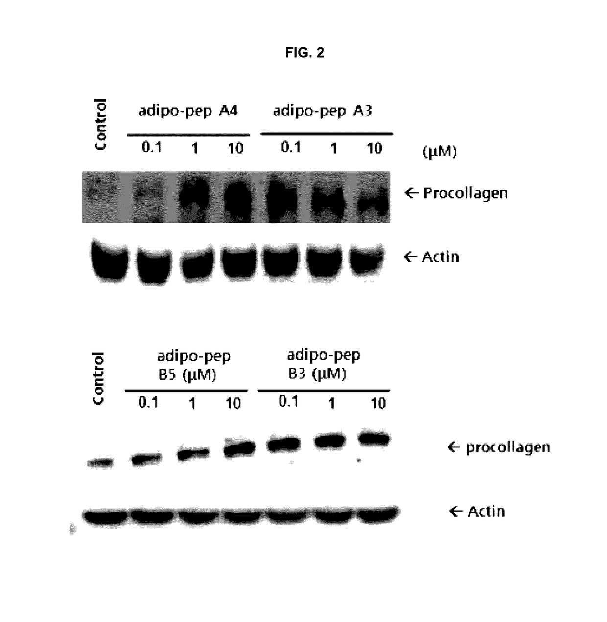 Composition comprising peptide derived from adiponectin