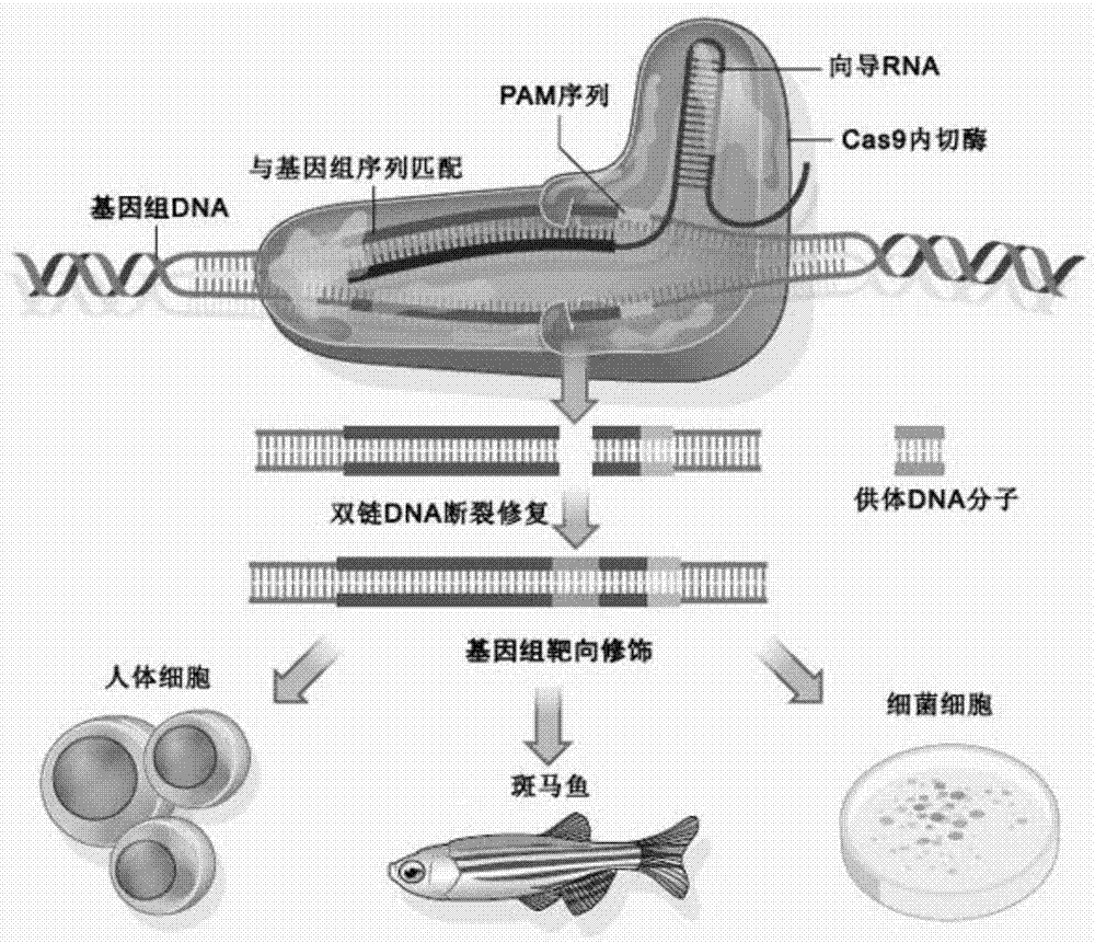 Method used for specifically increasing of CRISPR-CAS system gene editing efficiency