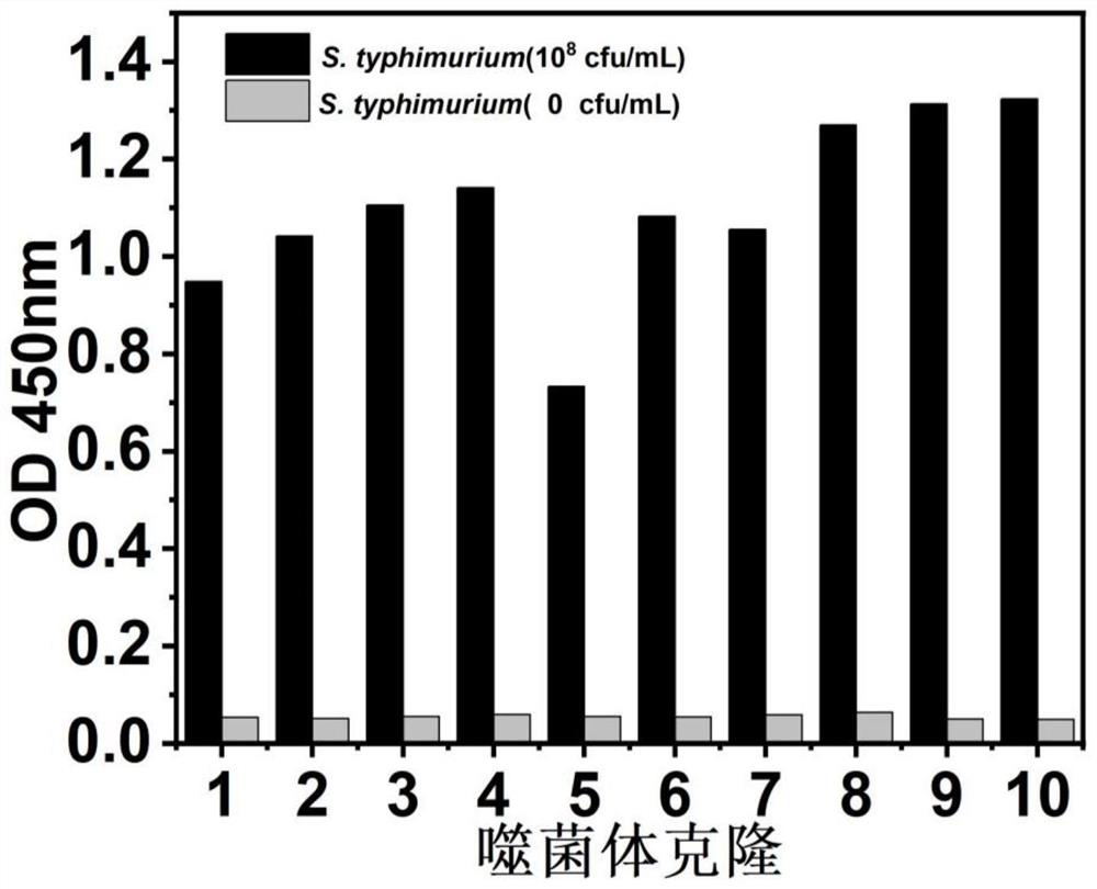 Anti-salmonella typhimurium nano antibody and application thereof