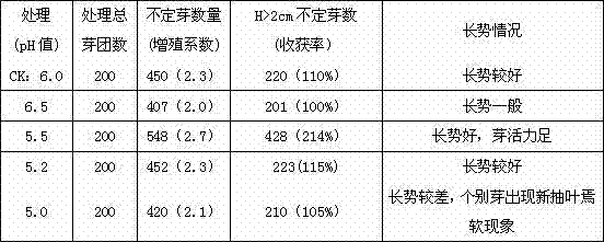 Cinnamomum camphora tissue culture method