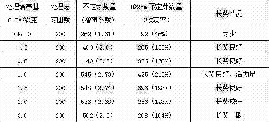 Cinnamomum camphora tissue culture method