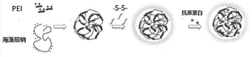 Polysaccharide/PEI nanogel with reduction responsiveness, preparation, and preparation method of polysaccharide/PEI nanogel