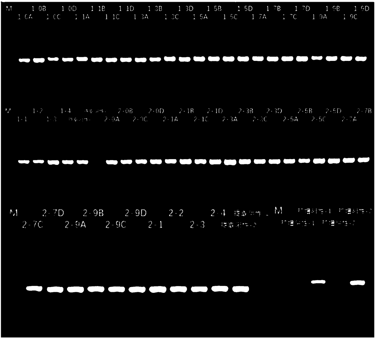 Normal-temperature storing liquid for intestinal flora sample as well as preparation method and application of normal-temperature storing liquid