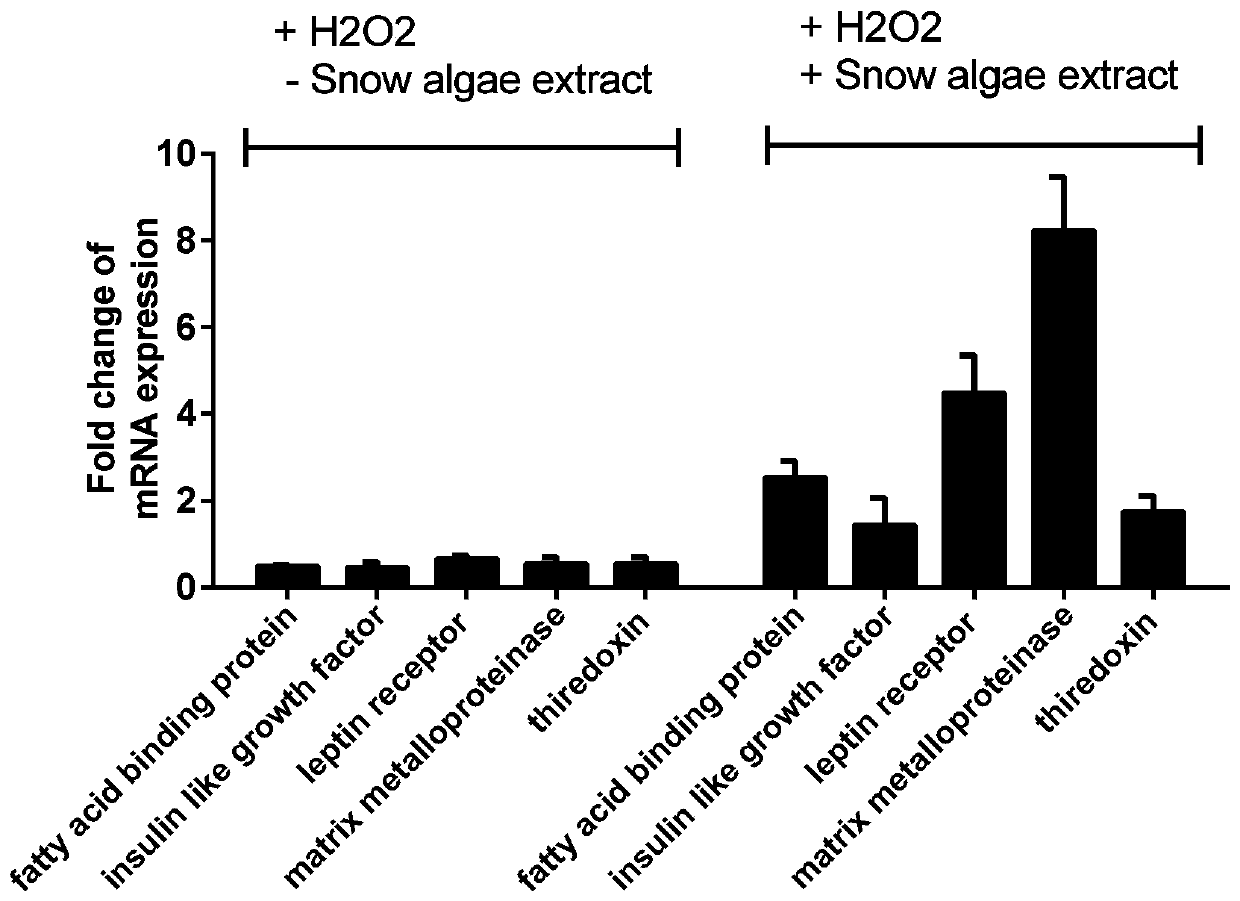 Application of cell lysate of polar snow alga in preparing medicine or cosmetics for preventing, delaying or treating skin aging