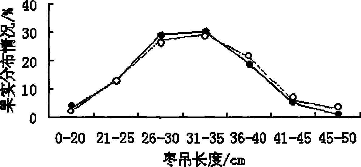 High-yield cultivating method for winter jujube in south