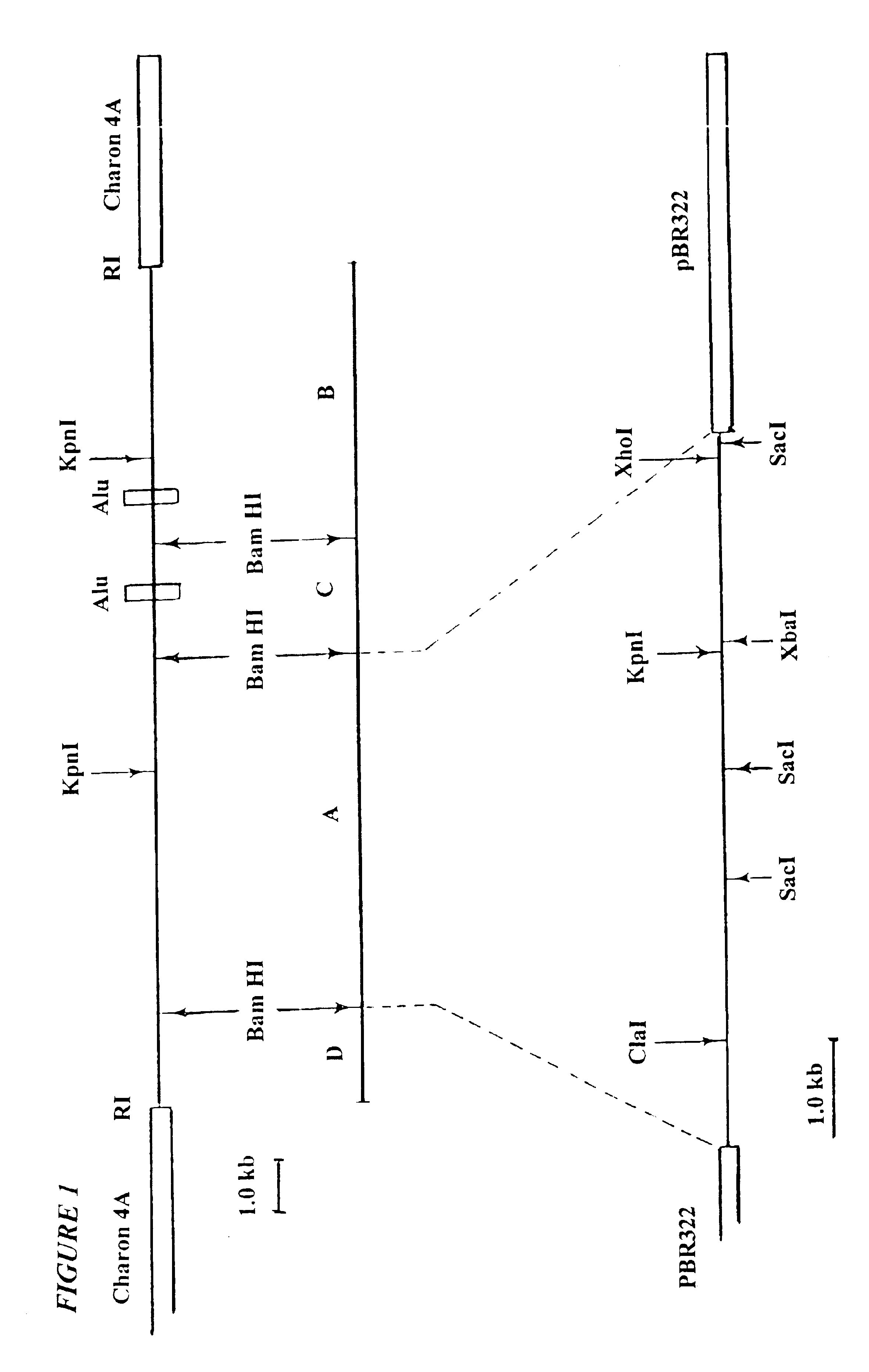 Oncogenes and methods for their detection