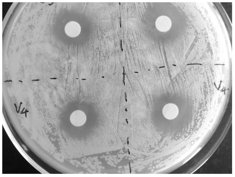 Bacillus amyloliquefaciens and its bacterial depressant and use