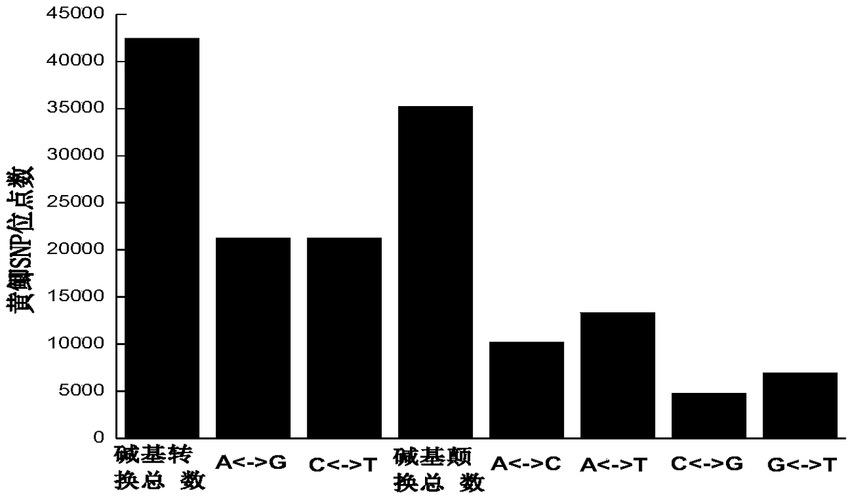 Yellow crucian carp high-density SNP (single nucleotide polymorphism) marker screening method and application