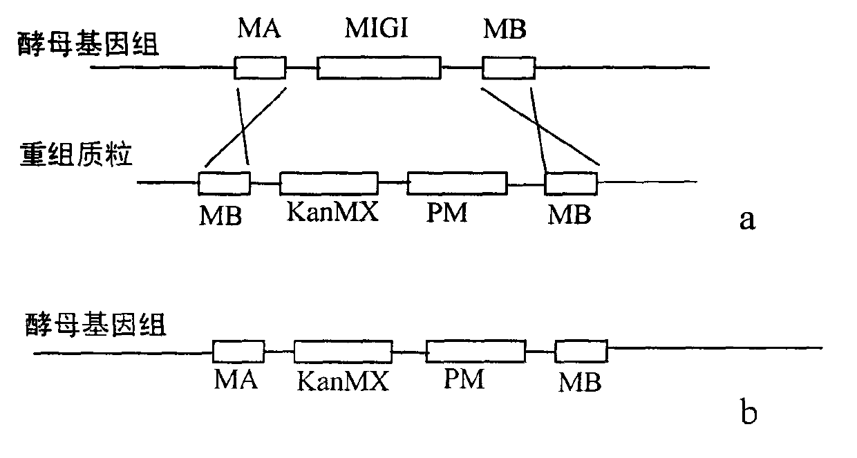 Quick-fermentation bread yeast strain and breeding method thereof