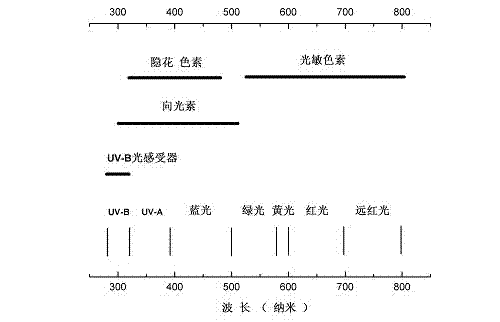 Adjustable full spectrum LED (light-emitting diode) light source device for plant growth