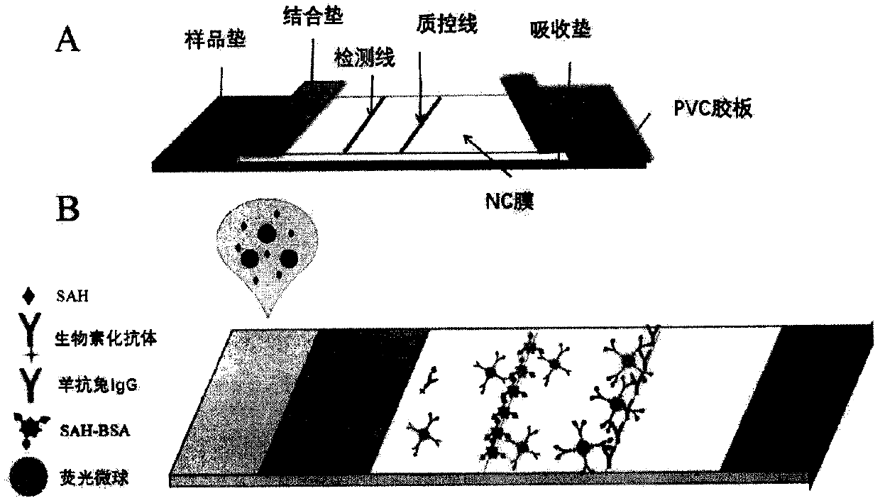 Competition-method-based homocysteine fluorescent immunochromatography detection kit and using method thereof