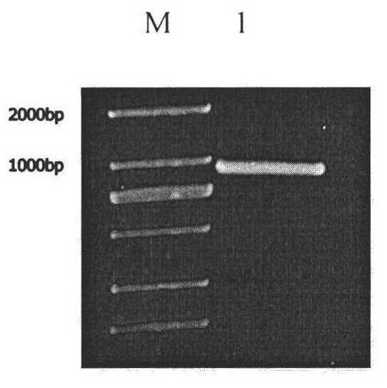 Chlamydomonas reinhardtii lipid metabolism gene CrDGAT2-5, encoding protein thereof, and application thereof