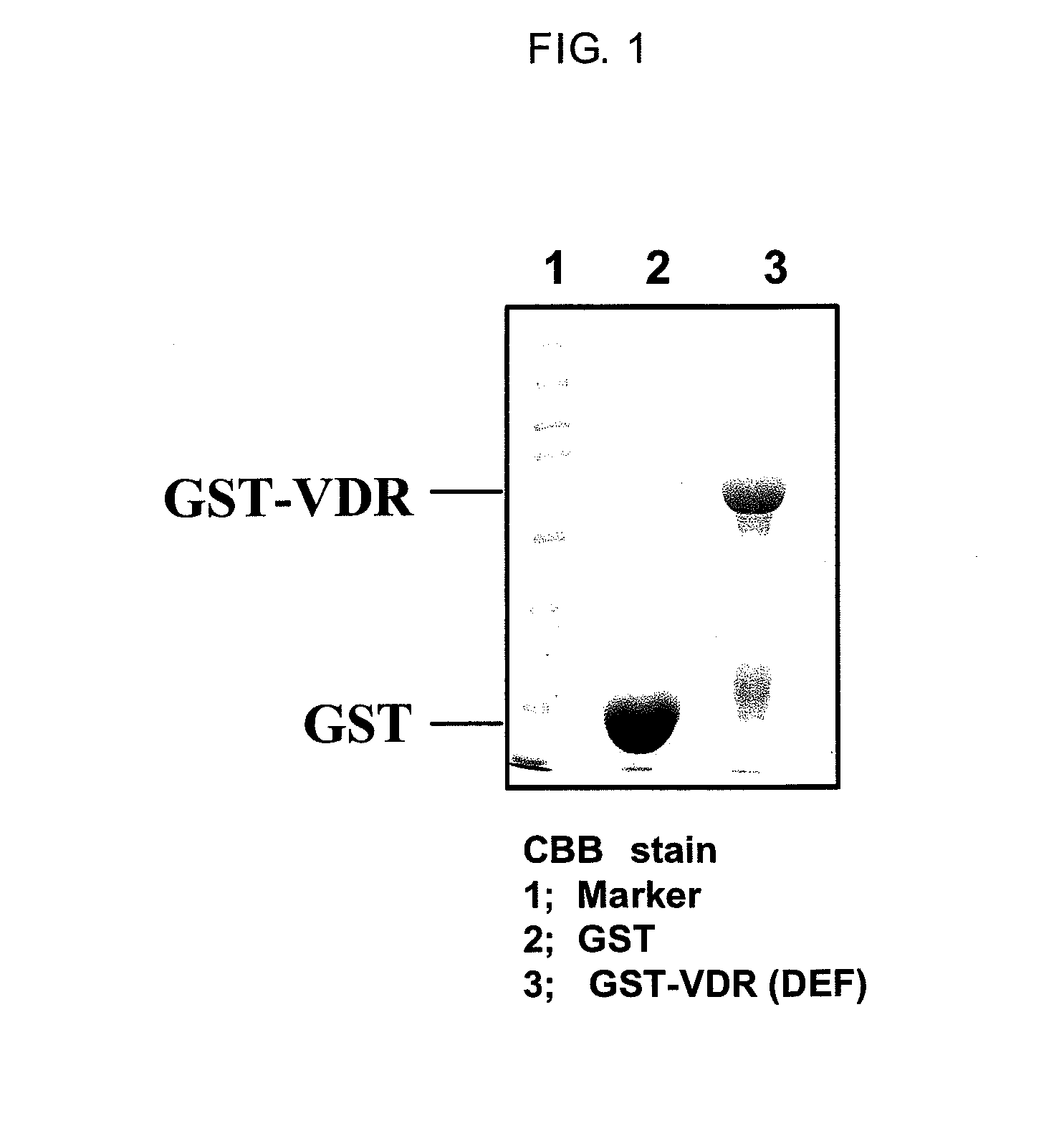 Method for screening for vitamin d receptor ligands