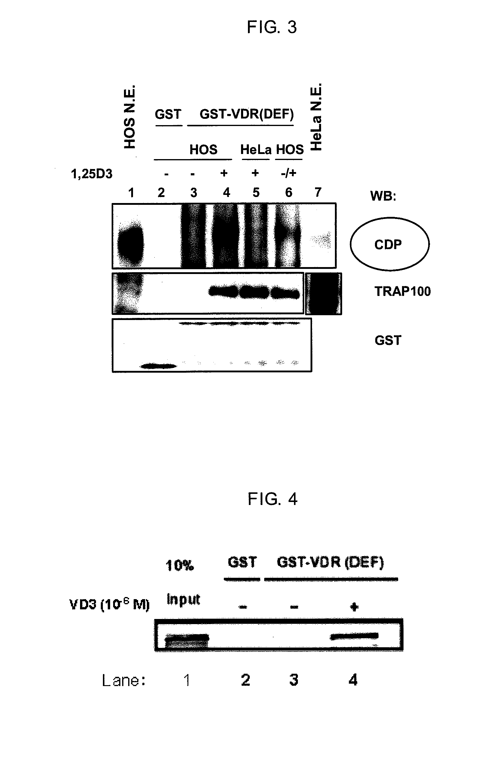 Method for screening for vitamin d receptor ligands