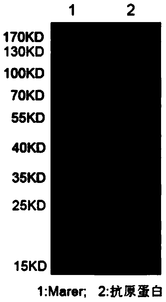 Mycoplasma hyopneumoniae solid-phase competition ELISA (Enzyme Linked Immunosorbent Assay) kit, and preparation method and application thereof