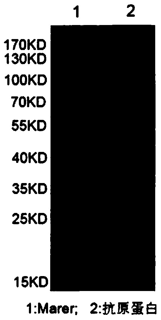 Mycoplasma hyopneumoniae solid-phase competition ELISA (Enzyme Linked Immunosorbent Assay) kit, and preparation method and application thereof