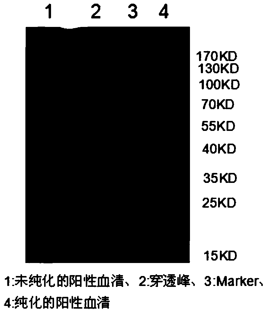 Mycoplasma hyopneumoniae solid-phase competition ELISA (Enzyme Linked Immunosorbent Assay) kit, and preparation method and application thereof