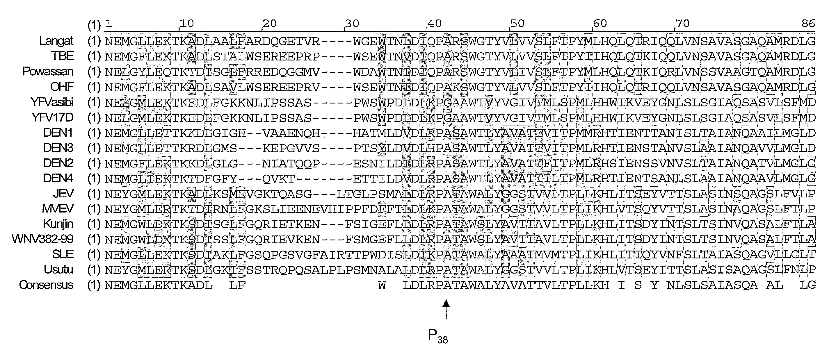 Novel attenuated virus strains and uses thereof