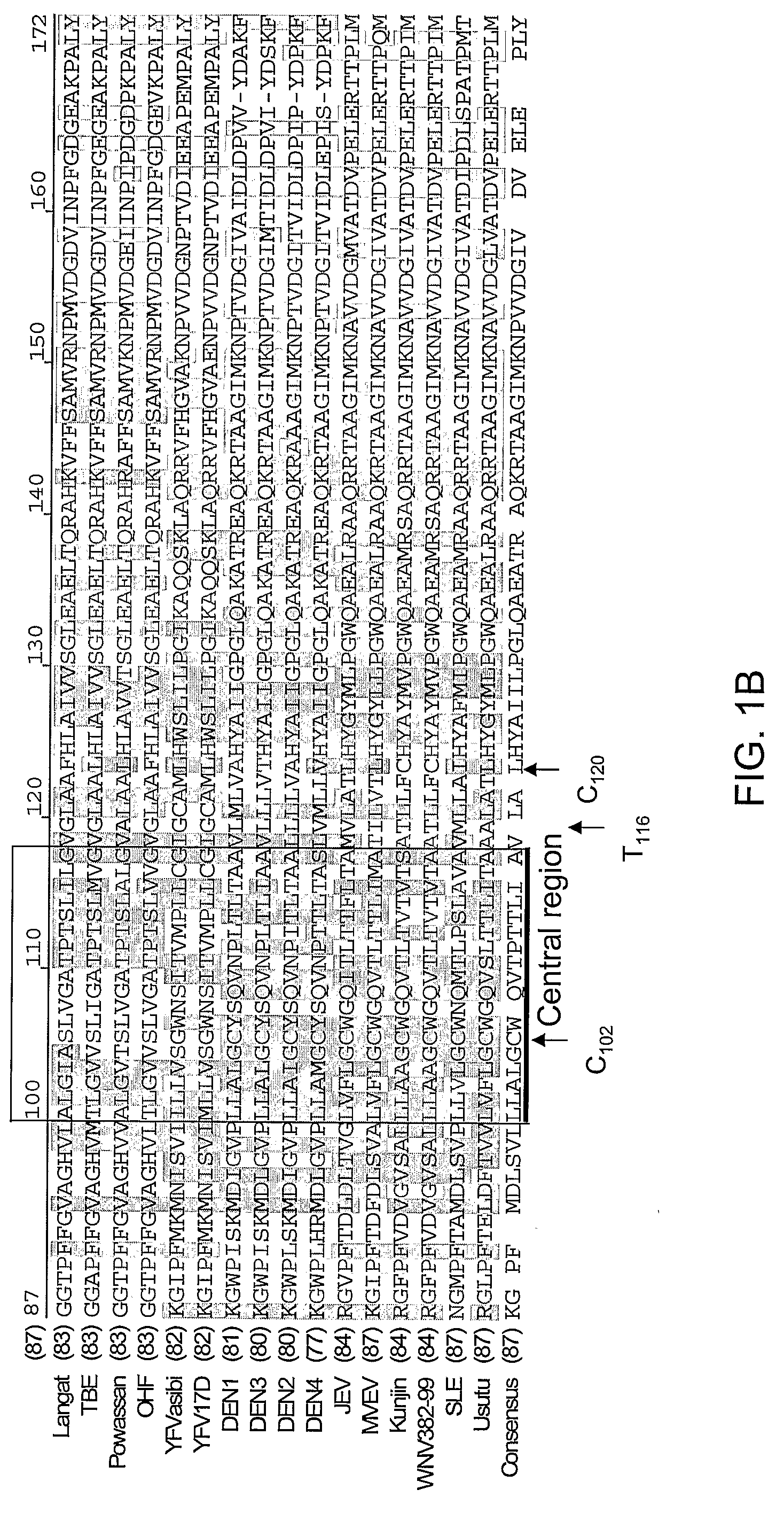 Novel attenuated virus strains and uses thereof